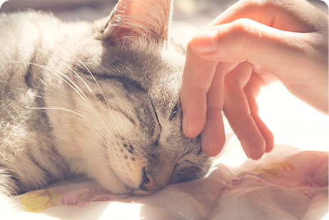 猫ちゃん